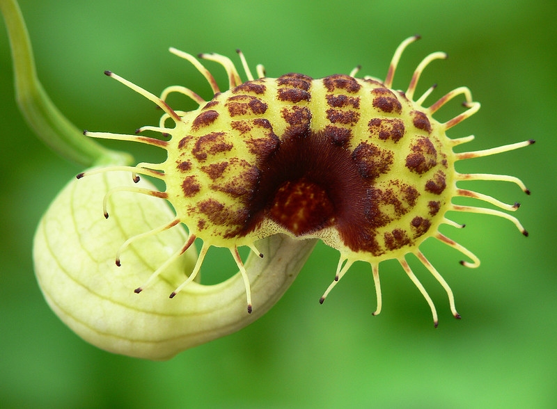 Close-up of a tubular flower with fringed edges.