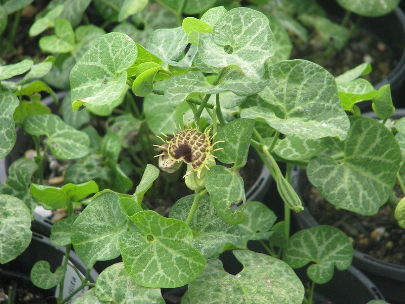 Tubular flower with fringed edges; kidney shaped leaves