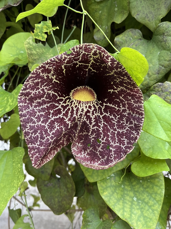 Tubular flower, red with white veins, and a yellow mouth.