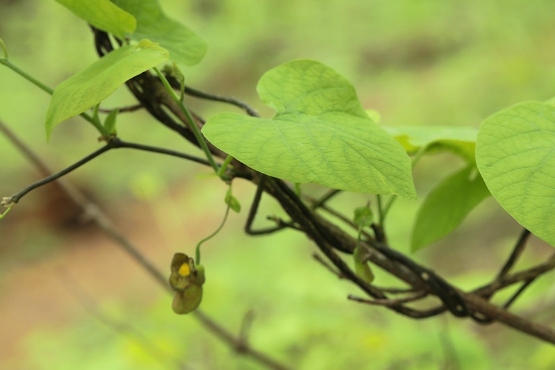 Heart shaped leaves and brown tubular pipe-shaped flowers.