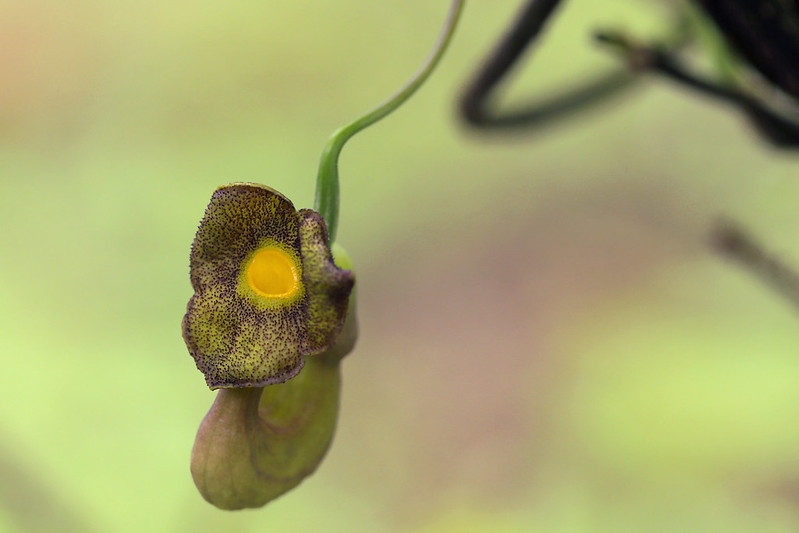 Brown tubular pipe-shaped flowers.