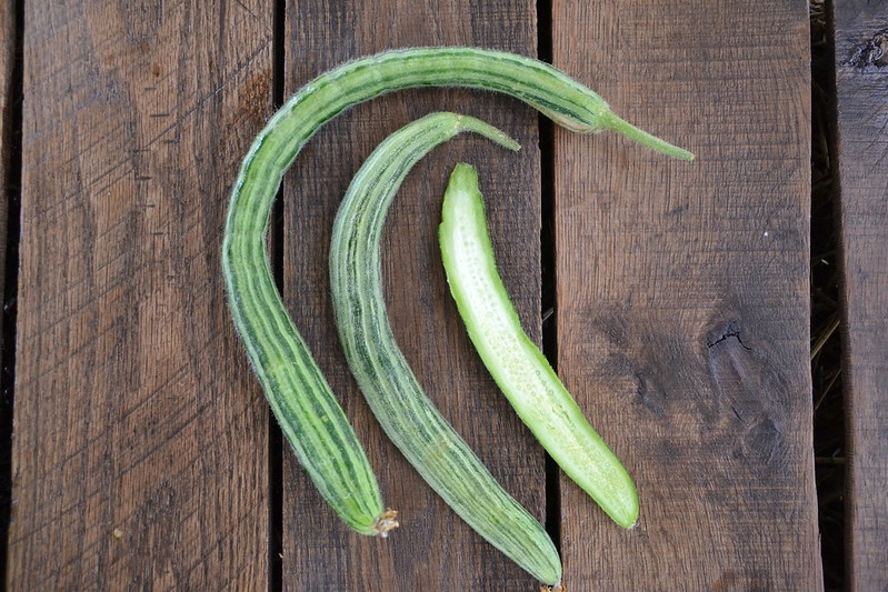 3 ribbed & curved cucumbers; one sliced to show interior.