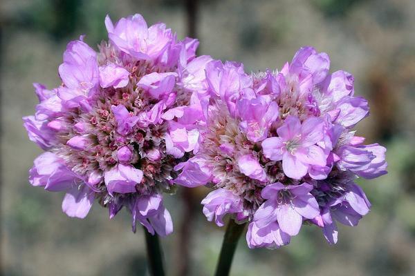 Armeria maritima flower