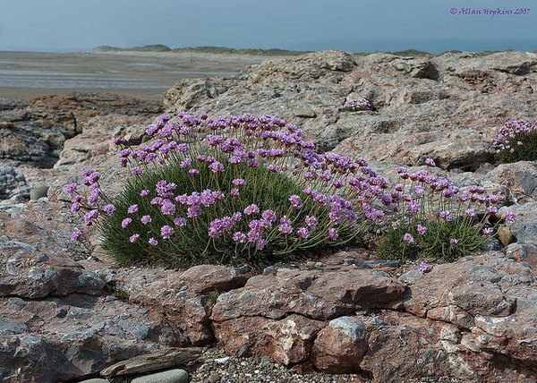 Armeria maritima