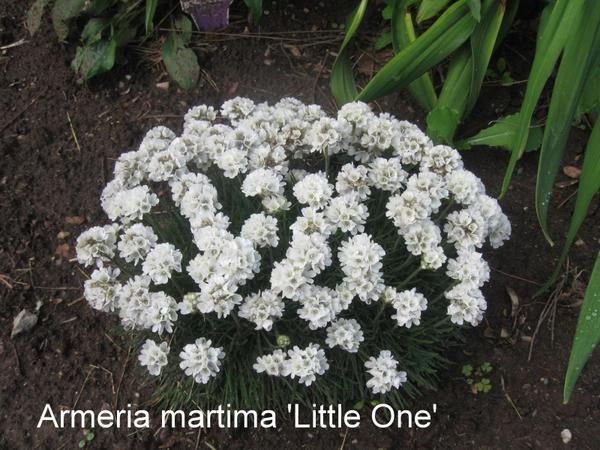 Armeria maritima