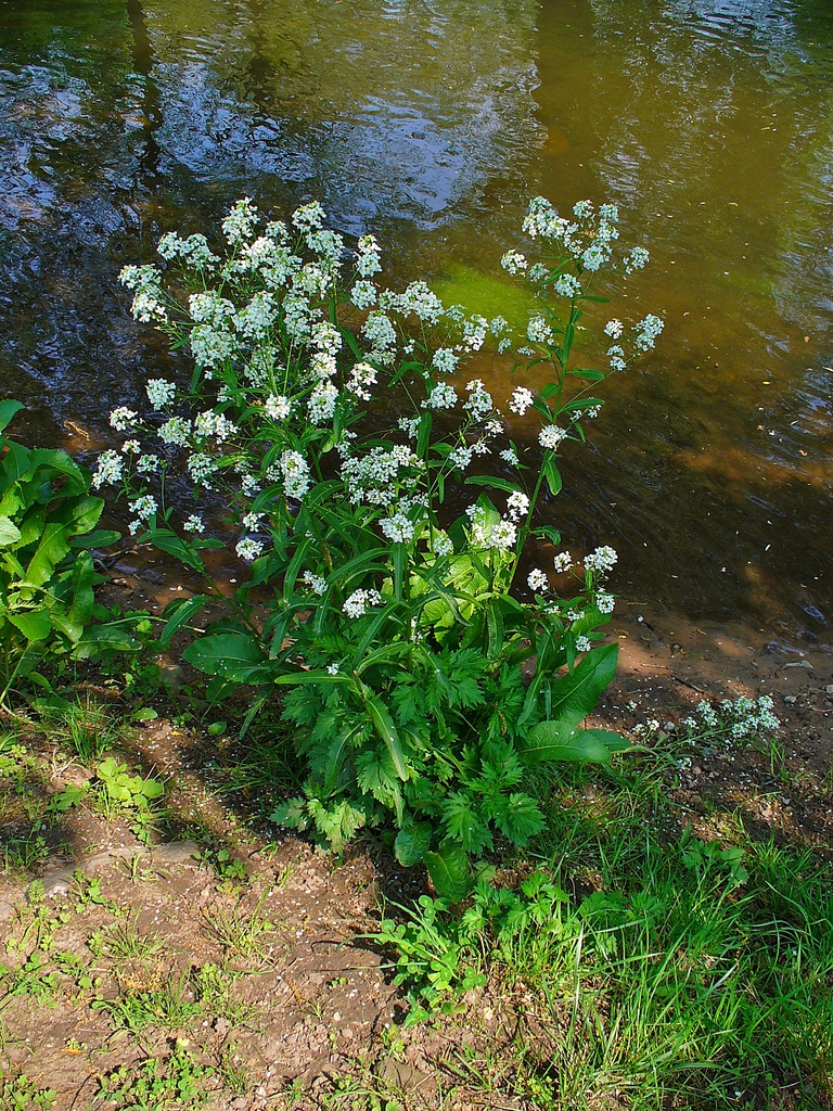 Armoracia rusticana