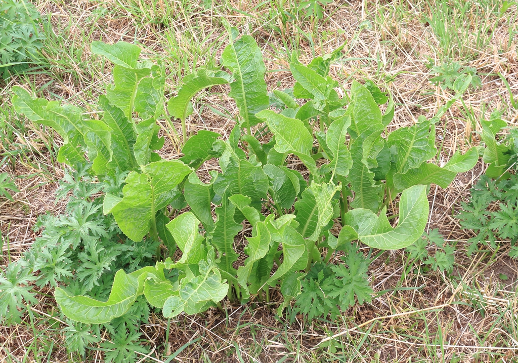 Form