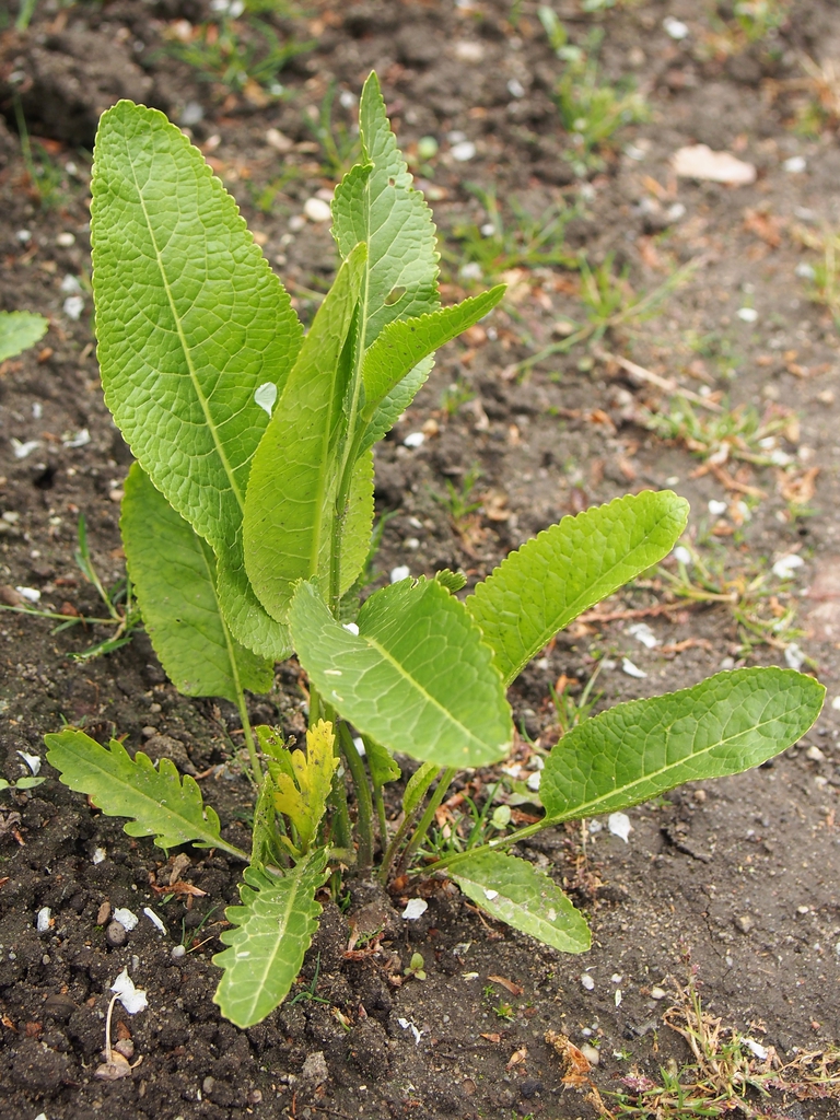 Form