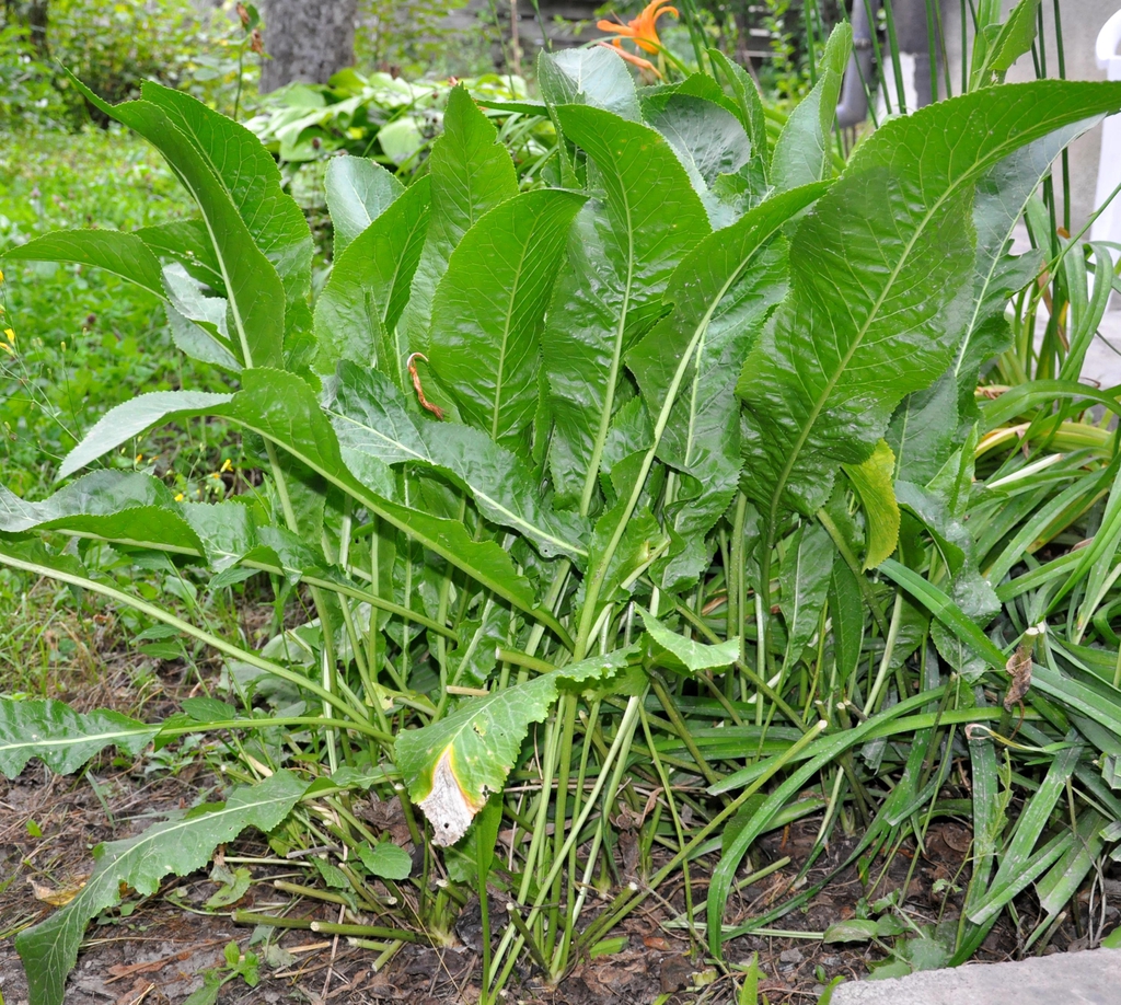 Armoracia rusticana