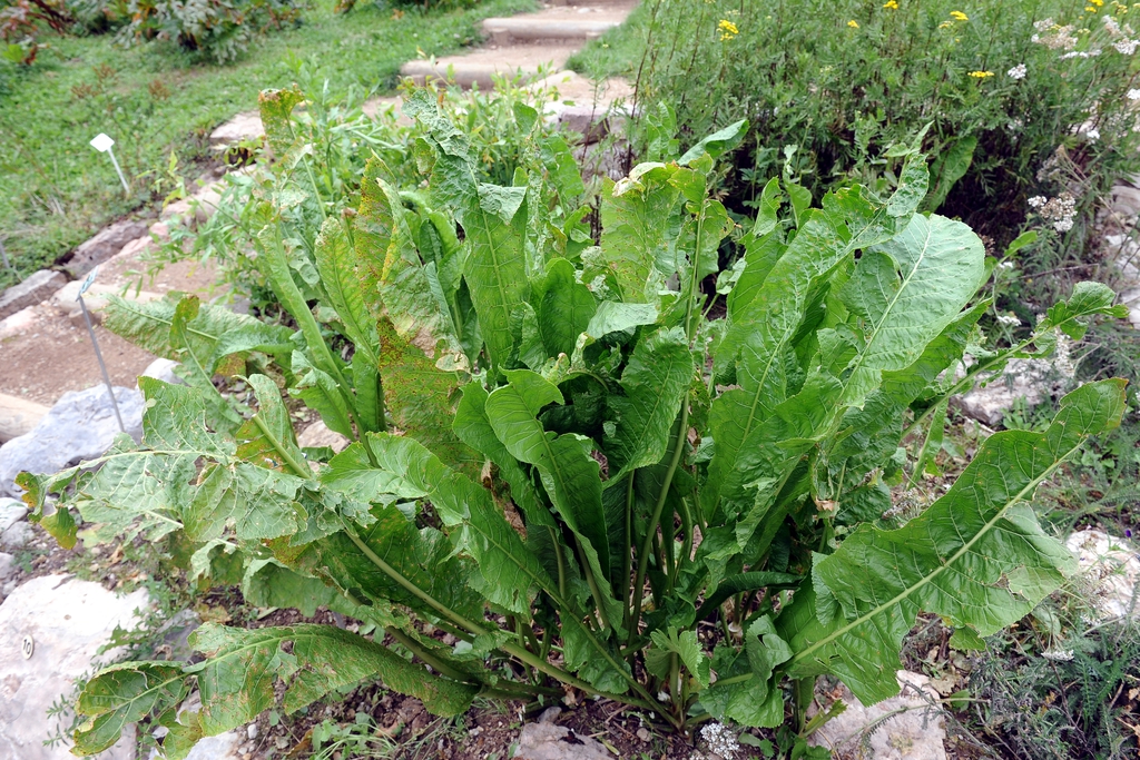 Form