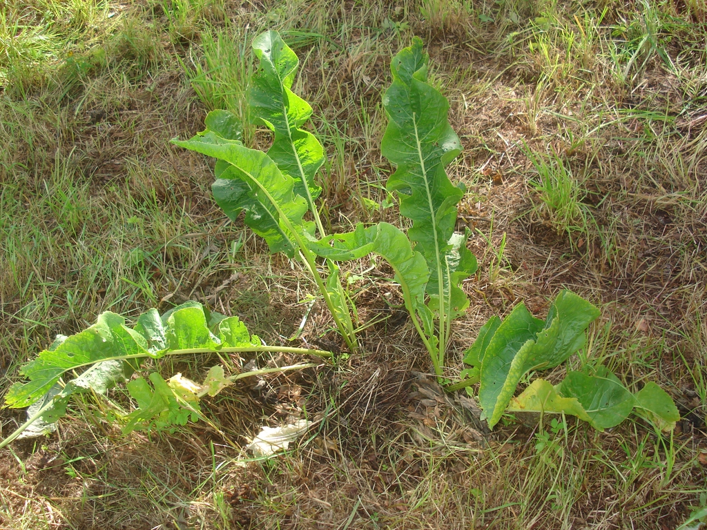 Form