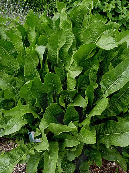 Armoracia rusticana