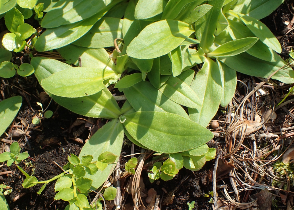 Arnica montana