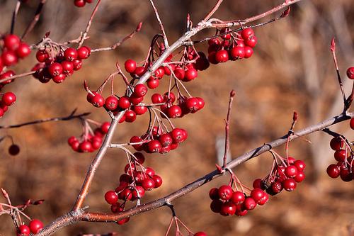 Leafless twigs with hanging umbels of red berry-like fruits