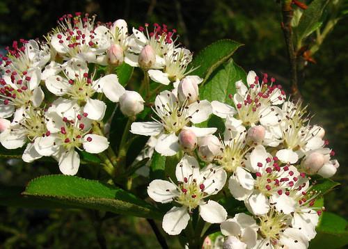 Umbels of white, 5-petaled flowers with many stamens.