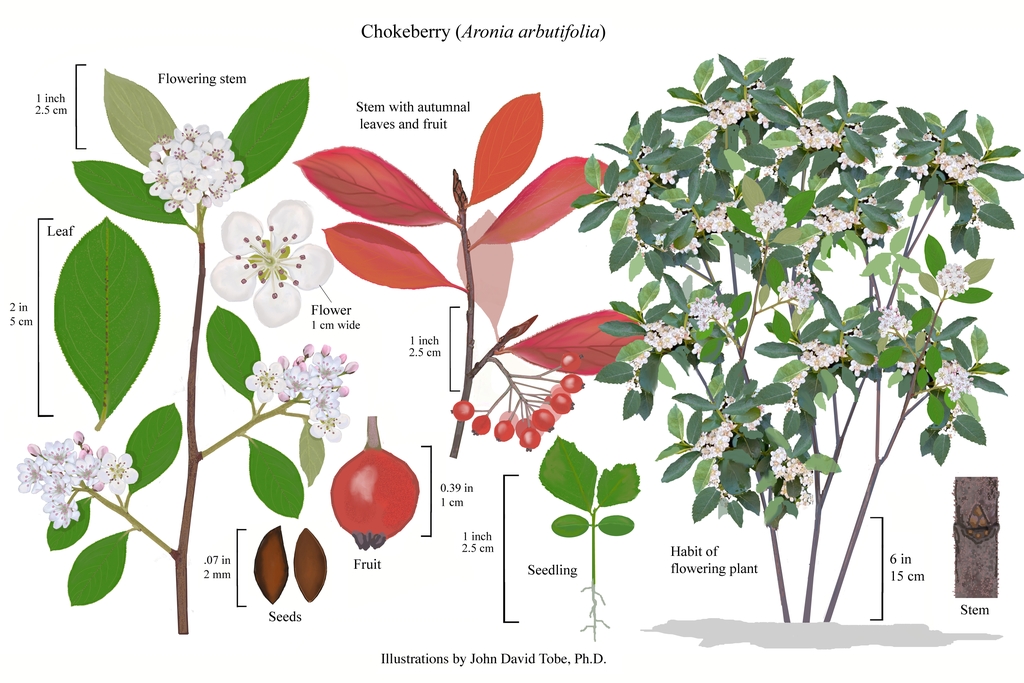 Color illustration of the technical details of this species.