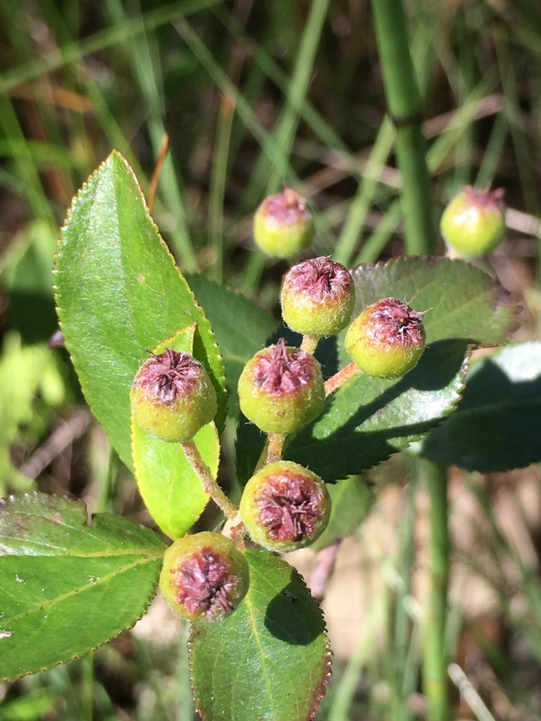 Unripe fruits
