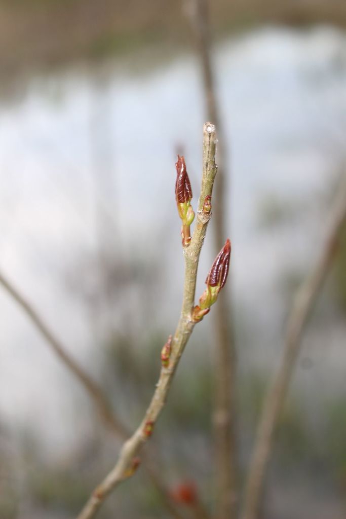 Stem and buds