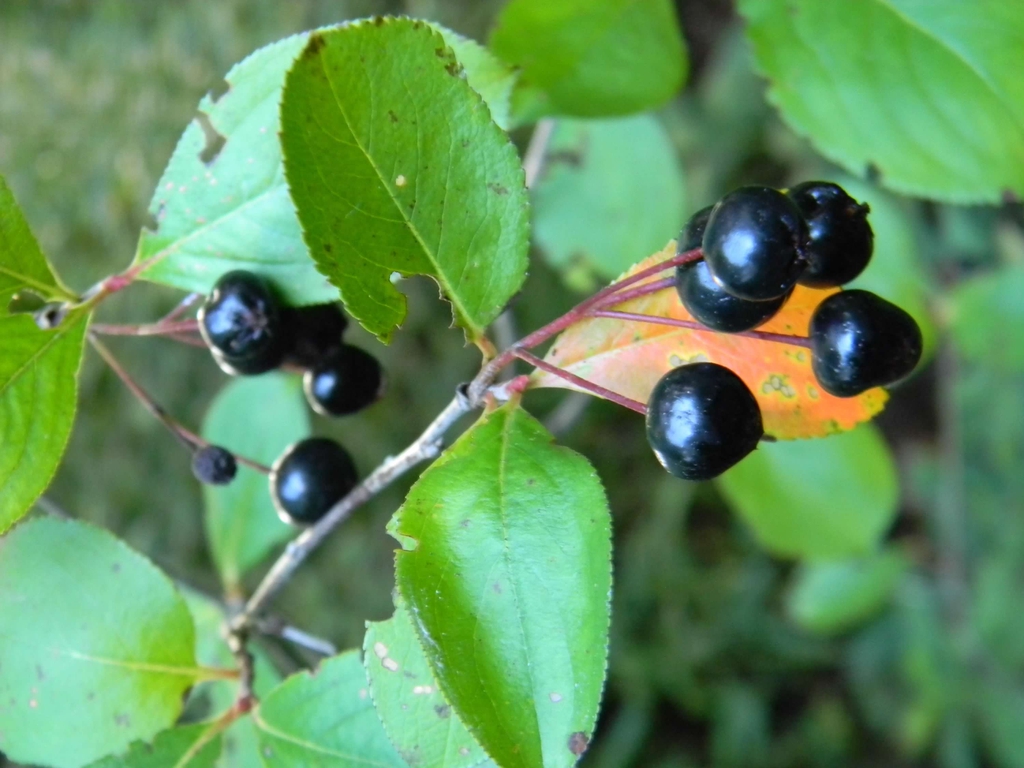 Aronia melanocarpa