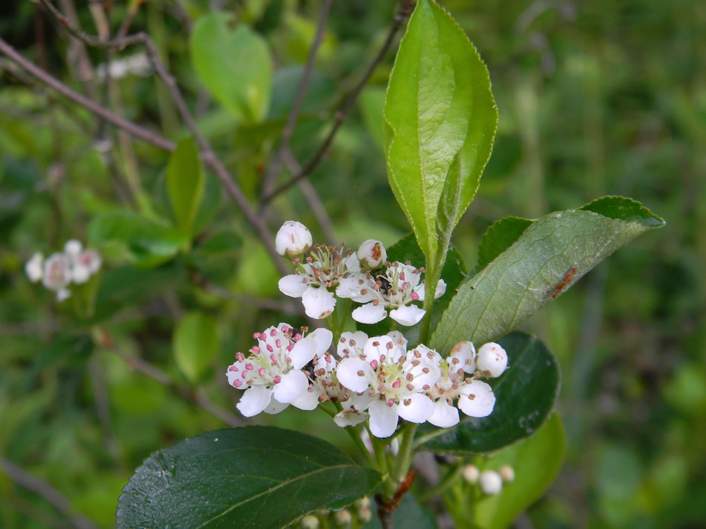Aronia melanocarpa