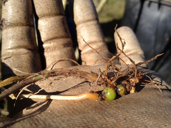 Bulbous growth at base of plant