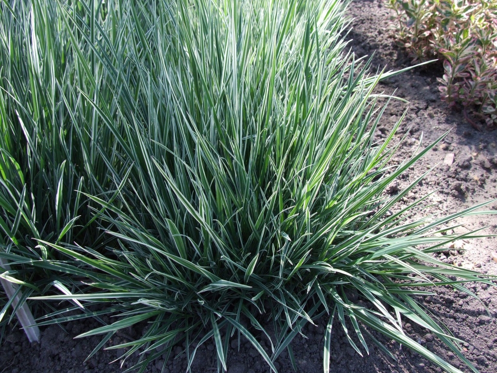 Mound of linear variegated leaves