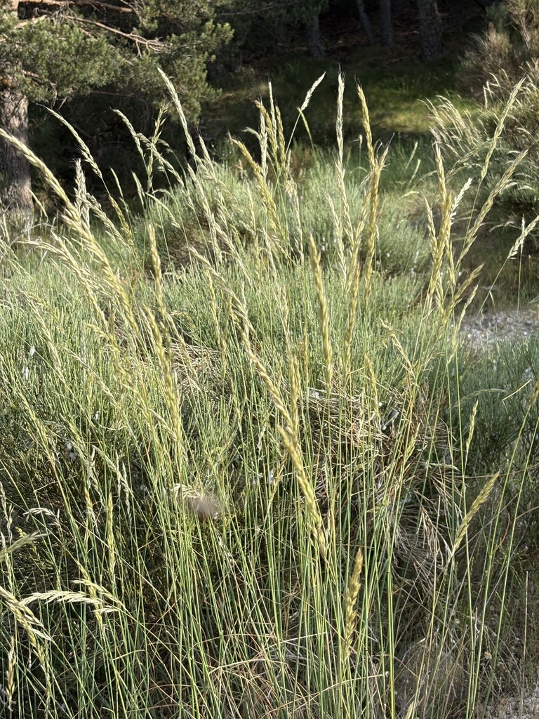 Grass with fluffy elongate inflorescences