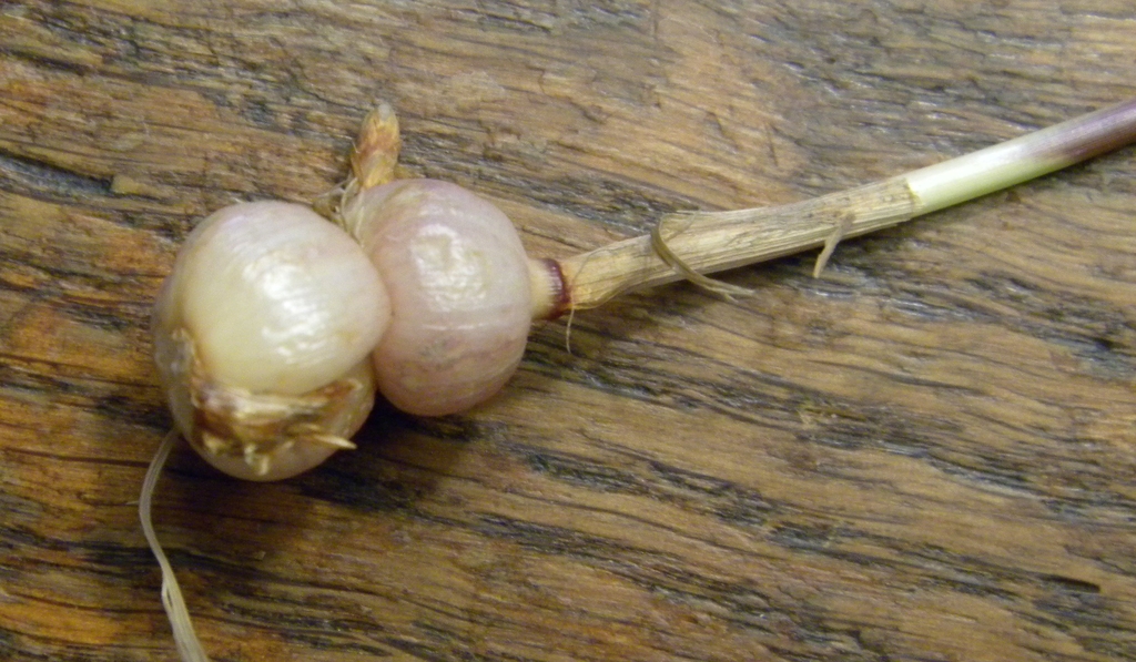 Rounded storge structure at base of stem