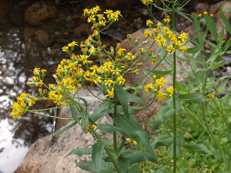 Form