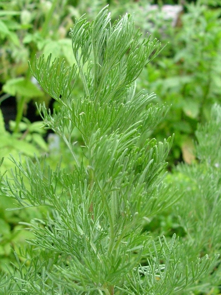 Feathery leaves.