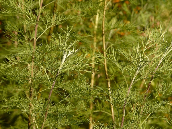 Leaves and stems.