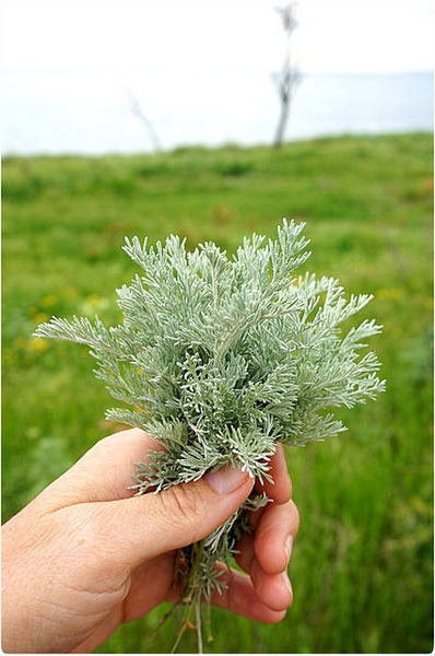 Close up of leaves.