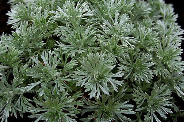 Finely divided leaves.