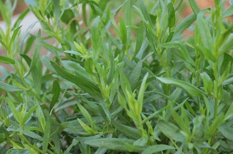 Artemisia dracunculus