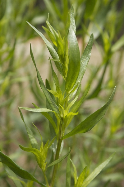 Artemisia dracunculus
