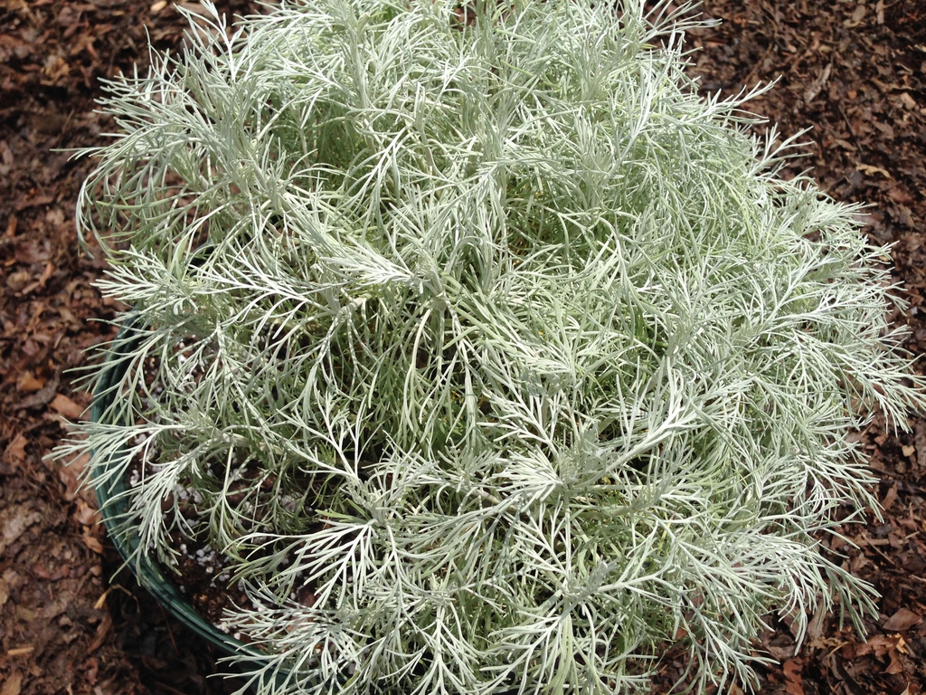 A,‘Makana Silver'
