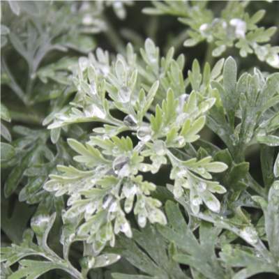 Artemisia 'Powis Castle'