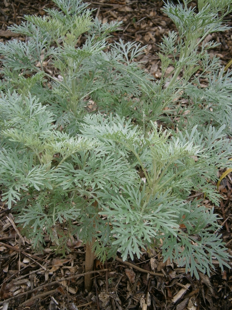 Artemisia 'Powis Castle'