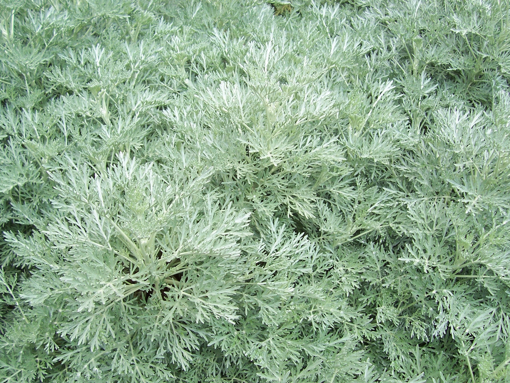Artemisia 'Powis Castle'