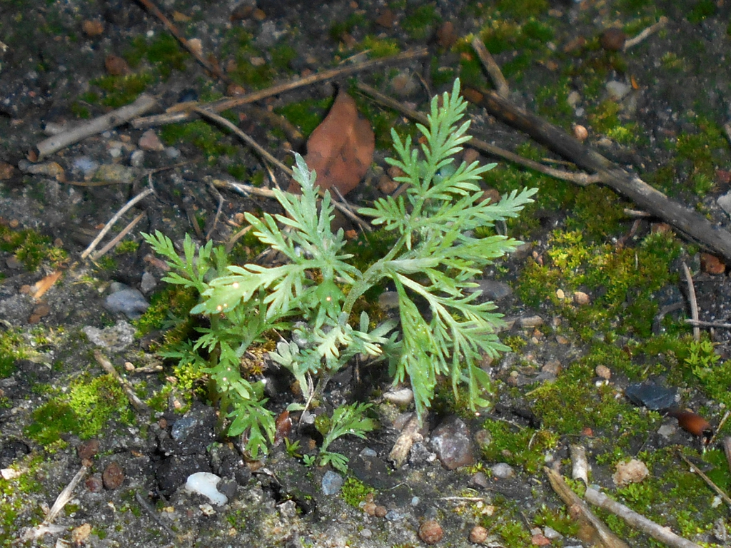 Artemisia abrotanum