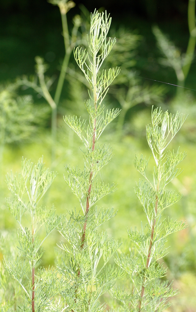 Form