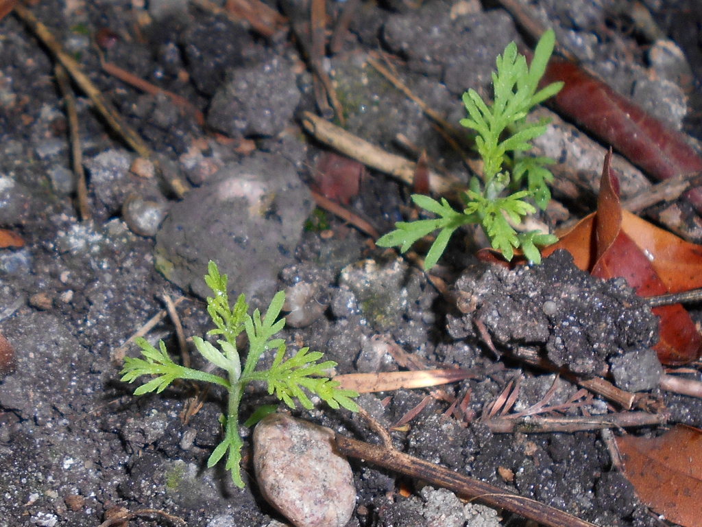 Artemisia abrotanum