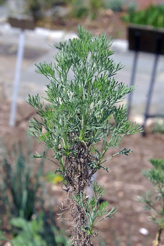 Form