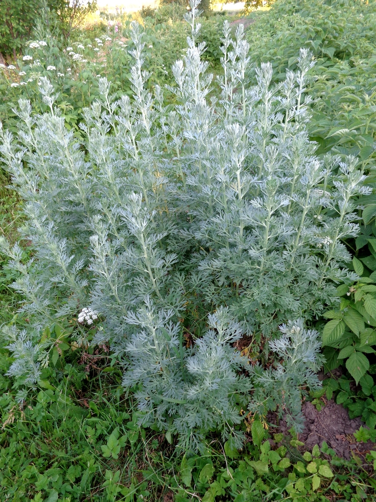 Form of A. absinthium