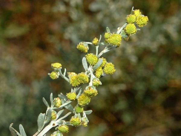 Artemisia absinthium