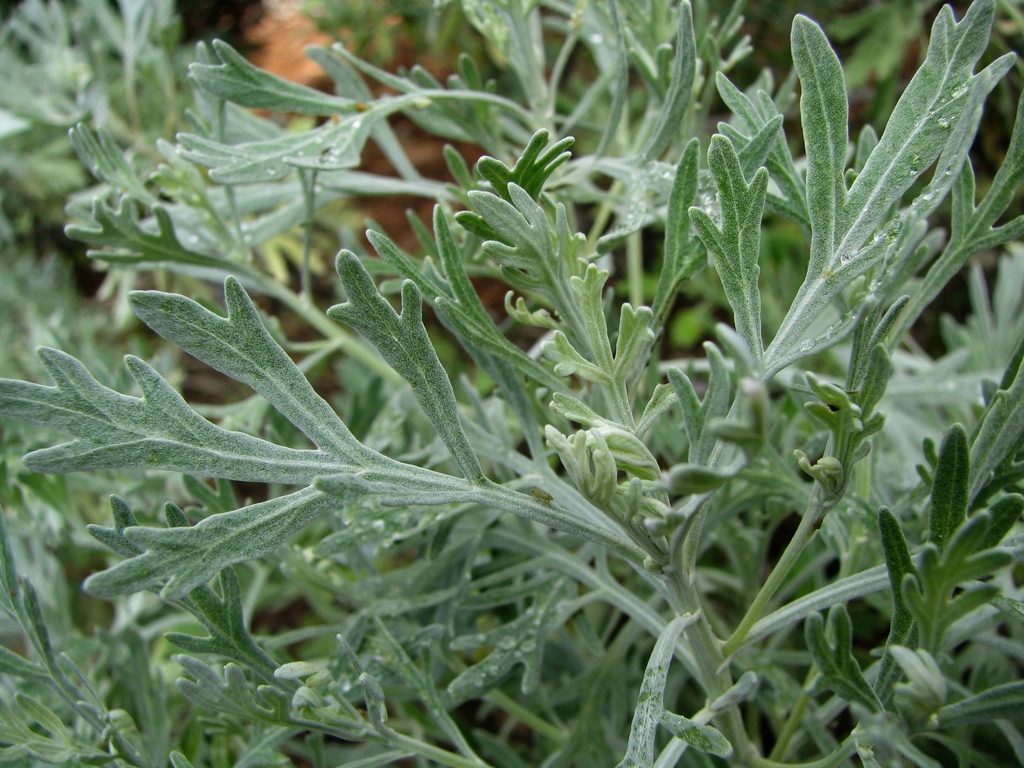 Form of A. australis