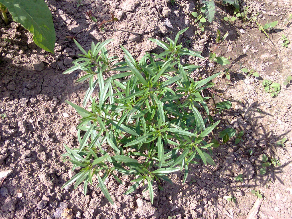 Artemisia dracunculus