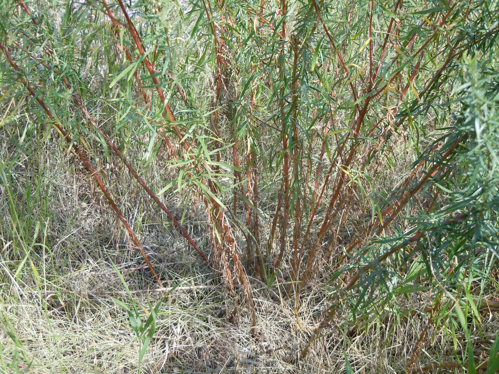 Form