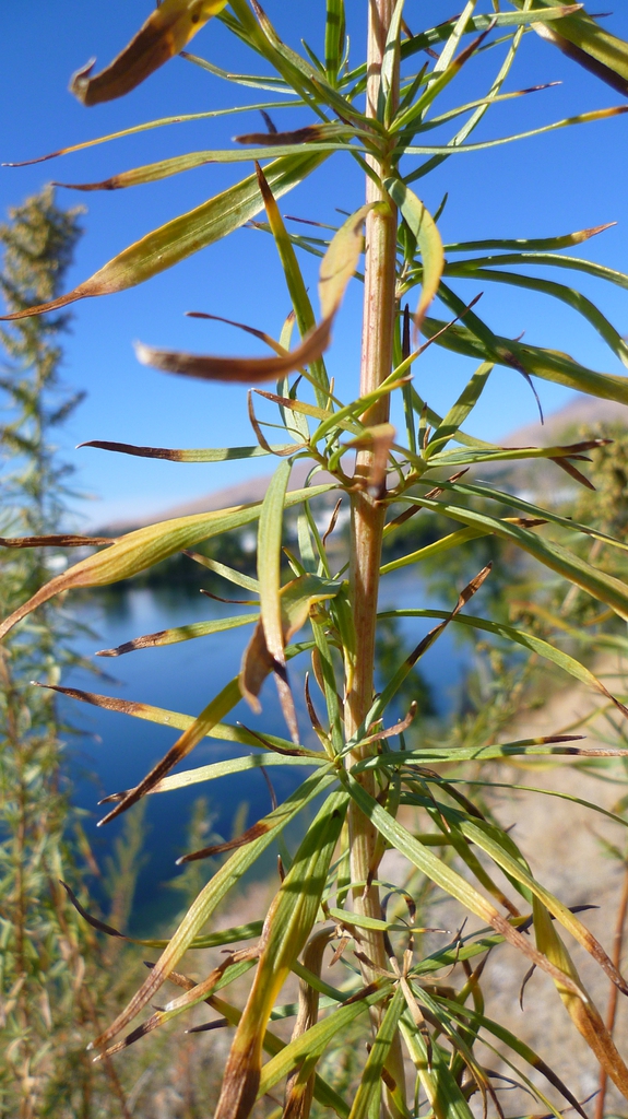 Artemisia dracunculus