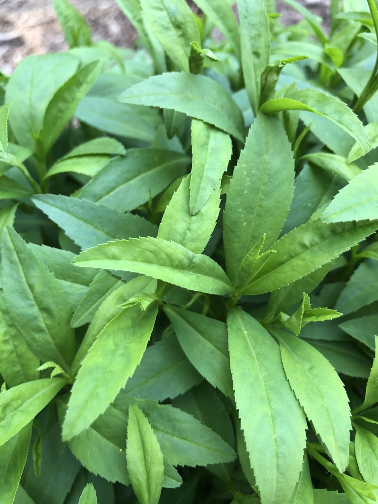 Artemisia dracunculus